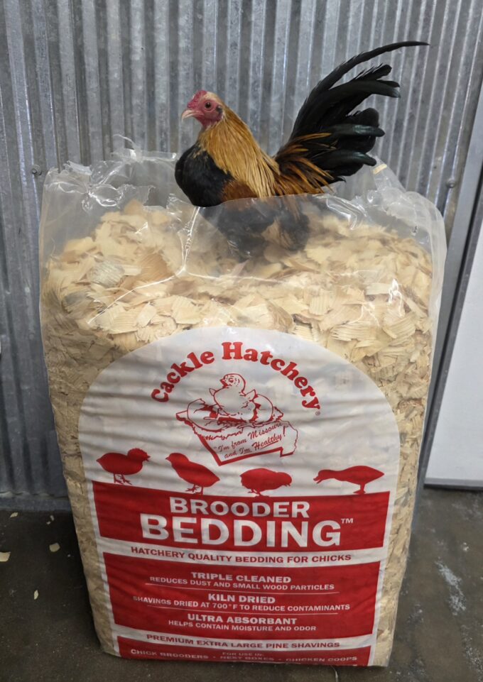 Golden Duckwing Old English Game Bantam - Image 11