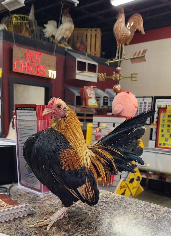 Golden Duckwing Old English Game Bantam - Image 12