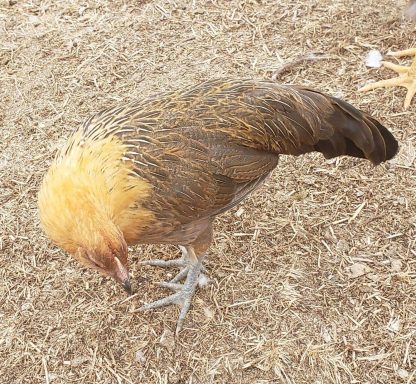 Golden Duckwing Phoenix Standard Chicken