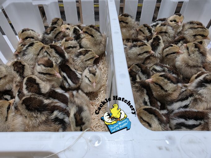 Golden Duckwing Phoenix Standard Chicken - Image 29