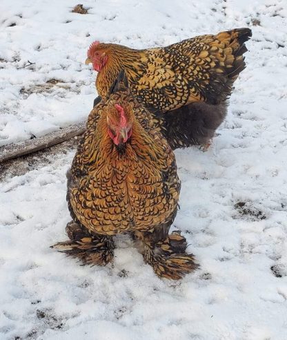 Golden laced cochin standard Chickens