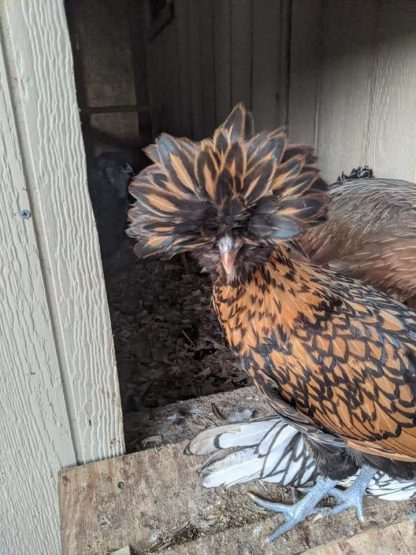 Golden Laced Polish Chicken