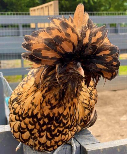 Golden Laced Polish Chicken