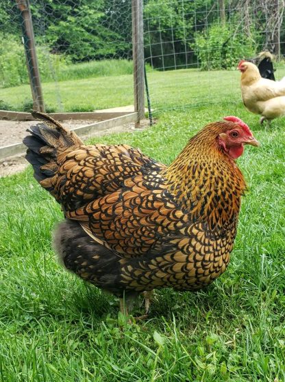 Black Laced Golden Wyandotte Chicken