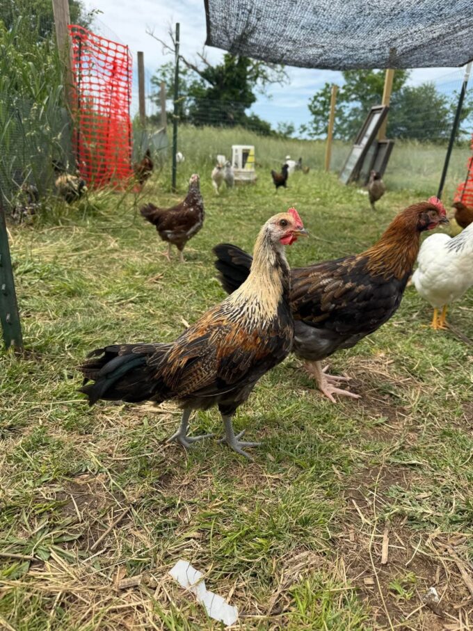 Golden Duckwing Phoenix Standard Chicken - Image 30