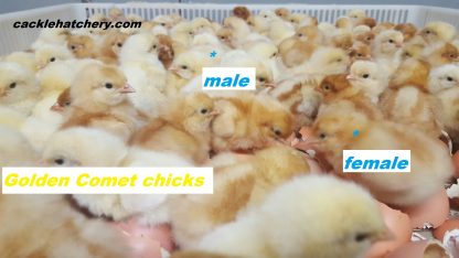 Golden Comet Baby Chicks
