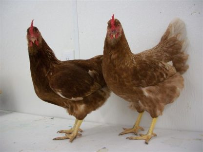Golden Comet Chicken Hens