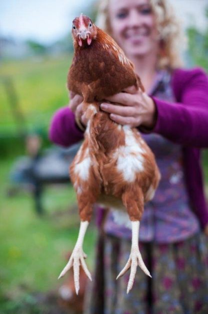 Golden Comet Chicken