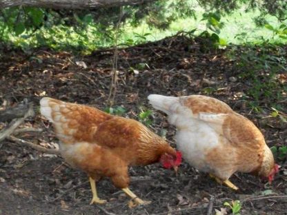 Golden Comet Chickens