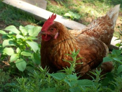 Golden Comet Chicken