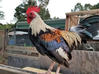 Golden Duckwing Old English Bantam Chicken Photo by Corey