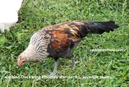 Golden Duckwing Standard Phoenix