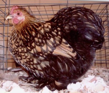 Golden Laced Bantam Chicken Hen