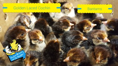 Golden Laced Cochin Bantam Chicks