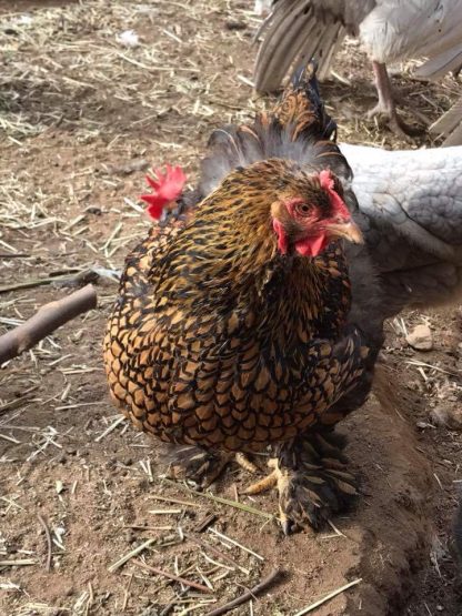 Golden Laced Cochin Chicken