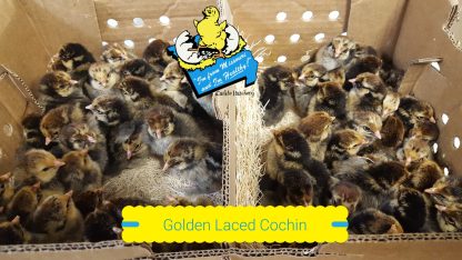 Golden Laced Cochin Chicks