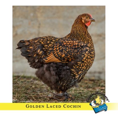 Golden Laced Cochin Chicken