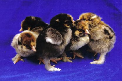 Day old Golden Laced Standard Cochin Chicks