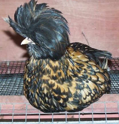 Golden Laced Polish Chicken