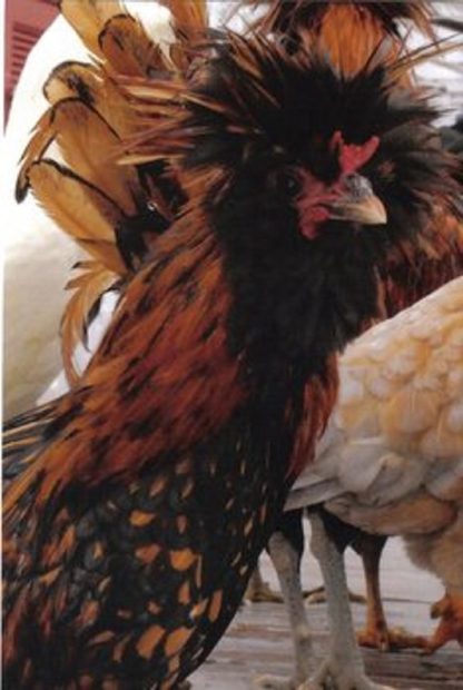 Golden Laced Polish Chicken