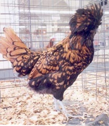 Golden Laced Polish Chicken