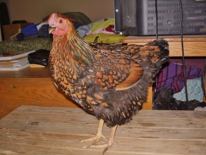 Black Laced Golden Wyandotte Chicken