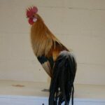 Golden Duckwing Phoenix Bantam Rooster Chicken