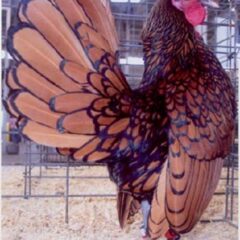 Golden Sebright Bantam