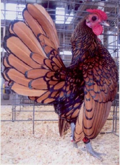 Golden Sebright Bantam