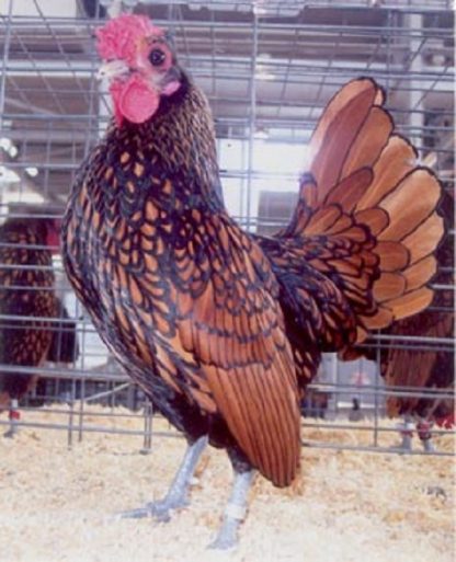 Golden Sebright Bantam