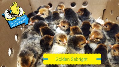 Golden Sebright Bantam Chicks