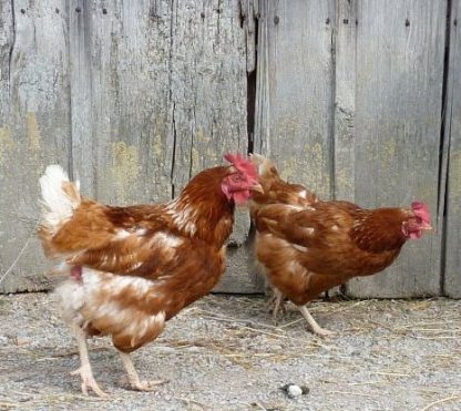 Golden Comet Hens