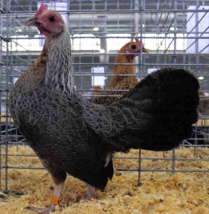 Golden Duckwing Old English Game Bantam Chicken Hen