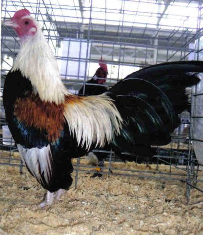 Golden Duckwing Old English Game Bantam Chicken Rooster