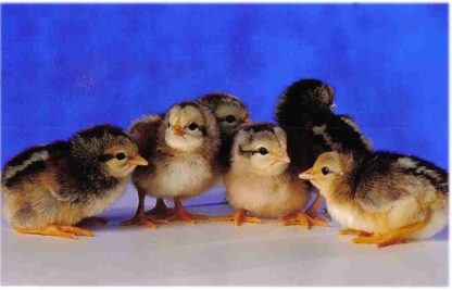 Day Old Golden Duckwing Standard Phoenix Chicks