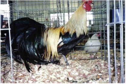 Golden Duckwing Standard Phoenix Chicken Rooster