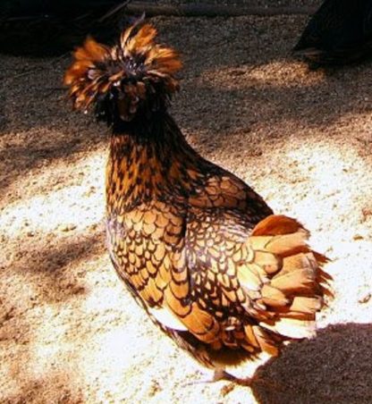 Golden Laced Polish Chicken