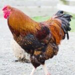 Black Laced Golden Wyandotte Rooster Chicken