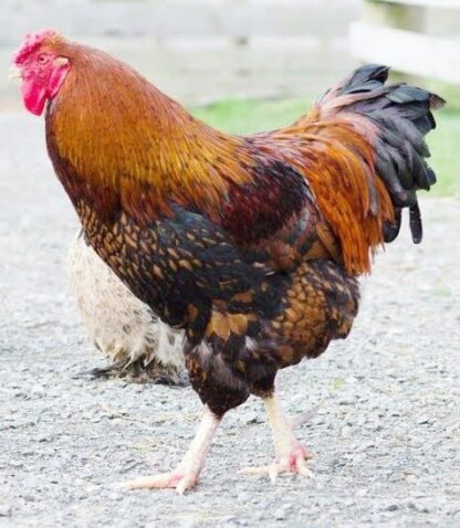 Black Laced Golden Wyandotte Rooster Chicken
