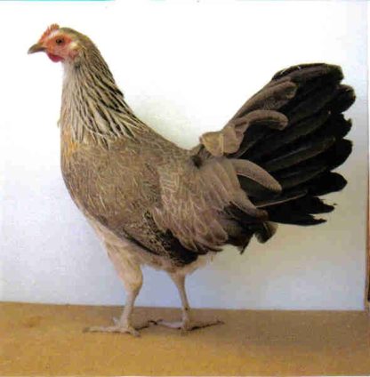 Golden Duckwing Standard Phoenix Chicken Hen