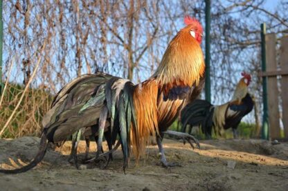 Golden Duckwing Standard Phoenix Rooster Chicken