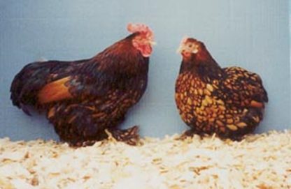 Golden Laced Cochin Bantams