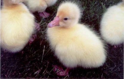 White Chinese goslings
