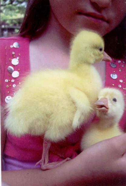 Pair of White Chinese goslings