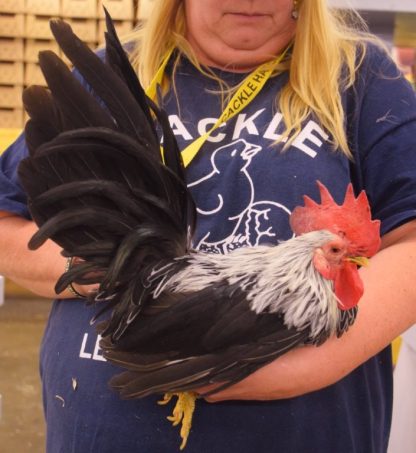 Gray Japanese Bantam