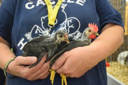 Gray Japanese Bantam