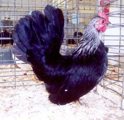 Gray Japanese Bantam