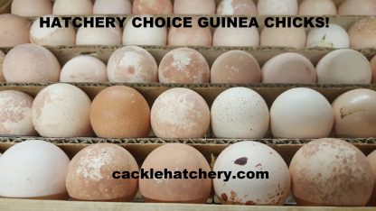 Hatchery Choice Guineas