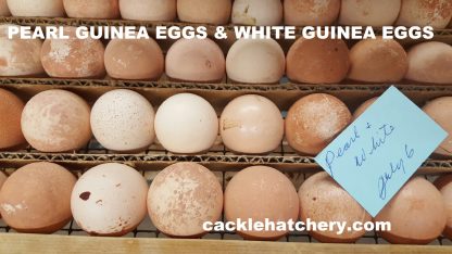 Hatchery Choice Guineas