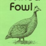 Guinea Fowl by Van Hoesen-Stromberg